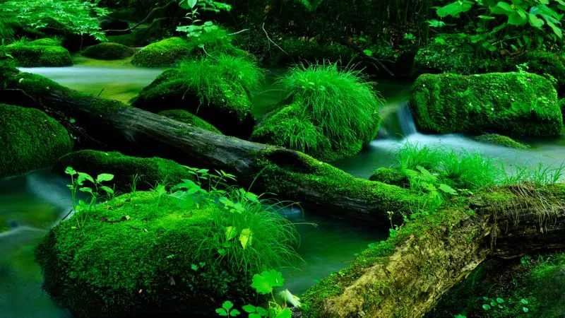 Stream Theme Preview Image