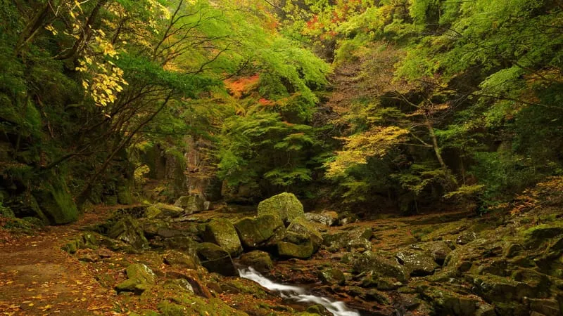 Stream Theme Preview Image