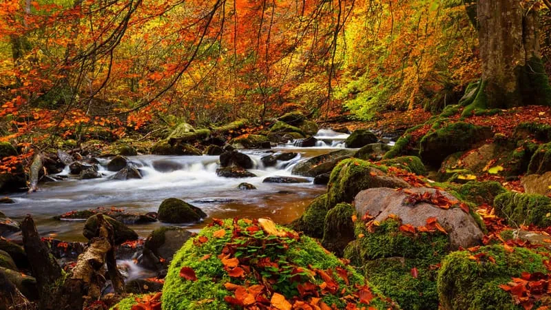 Stream Theme Preview Image