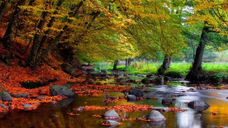 Stream Theme Preview Image