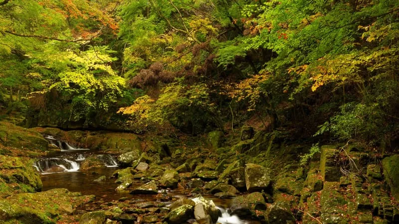 Stream Theme Preview Image