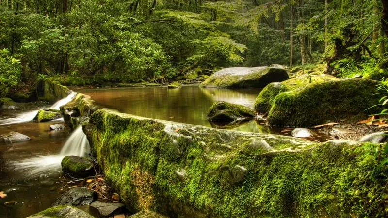 Stream Theme Preview Image