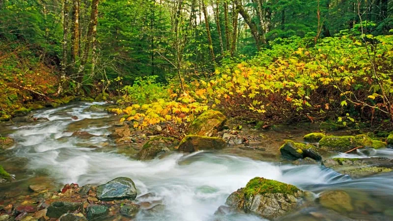 Stream Theme Preview Image