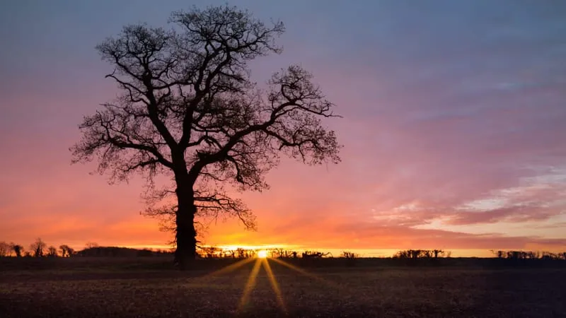 Sunrise Theme Preview Image