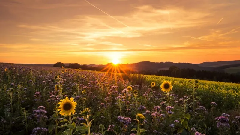 Sunrise Theme Preview Image