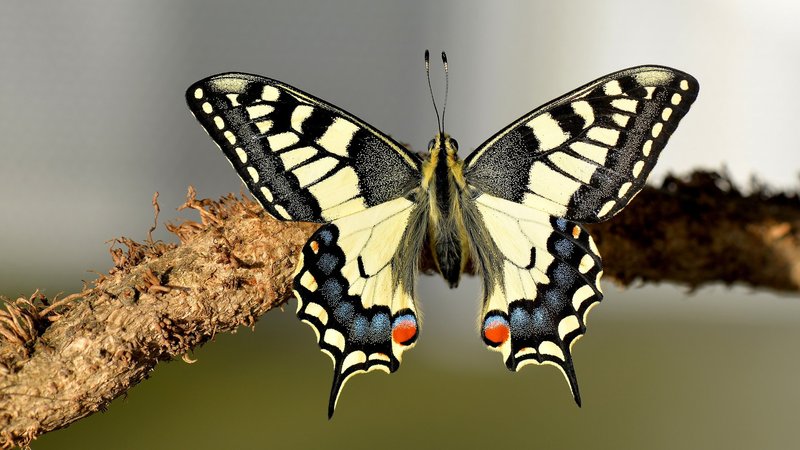 Swallowtail Butterfly Theme Preview Image
