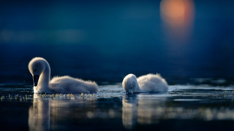 Swan Theme Preview Image