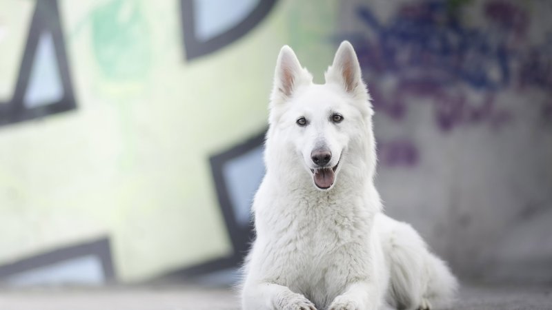 Swiss Shepherd Theme Preview Image