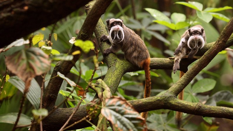 Tamarin Theme Preview Image