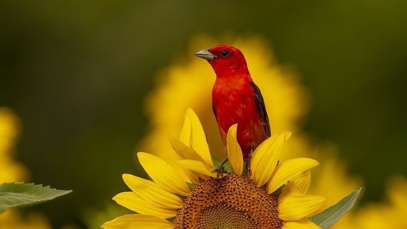 Tanager Theme Preview Image