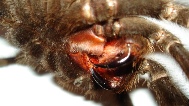 Tarantula Theme Preview Image