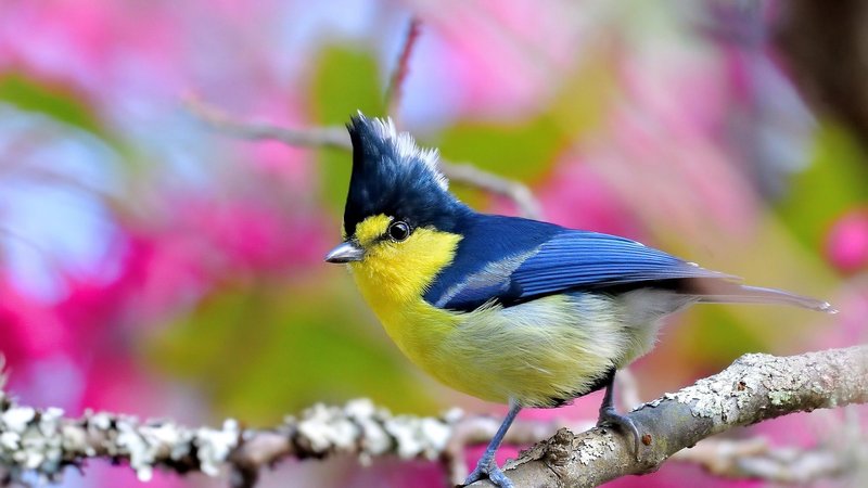 Titmouse Theme Preview Image