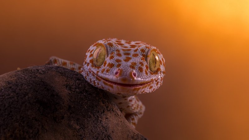 Tokay Gecko Theme Preview Image