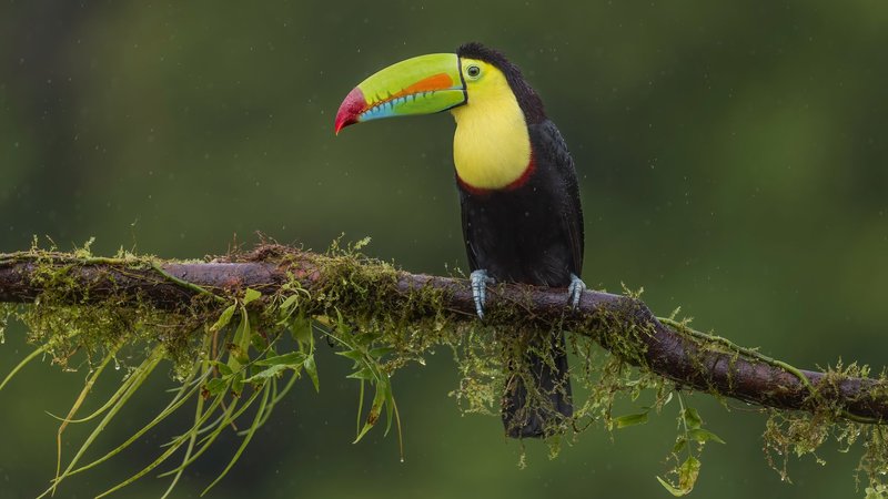Toucan Theme Preview Image