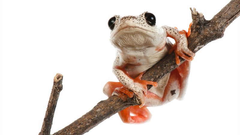 Tree Frog Theme Preview Image