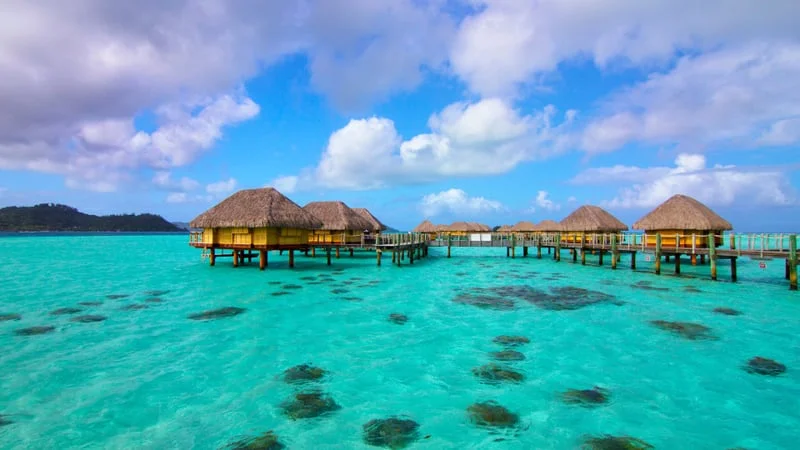 Tropical Theme Preview Image