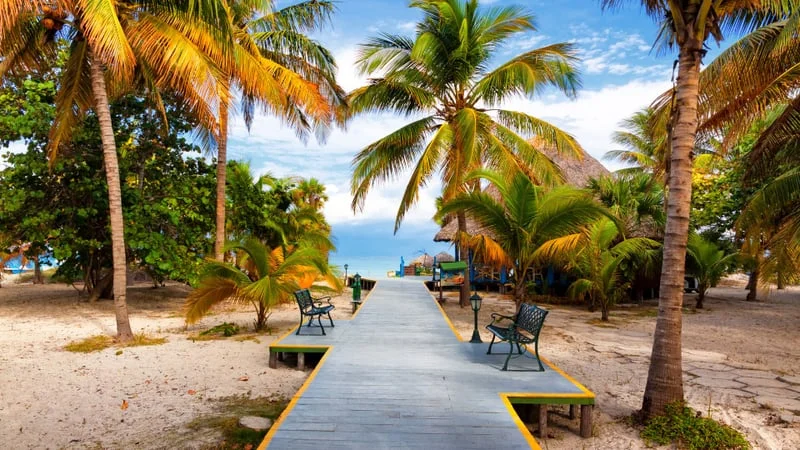 Tropical Theme Preview Image