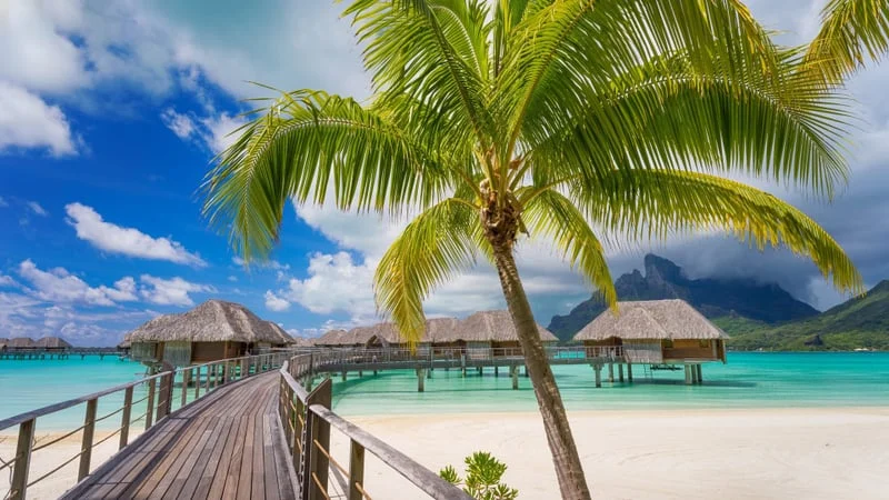 Tropical Theme Preview Image