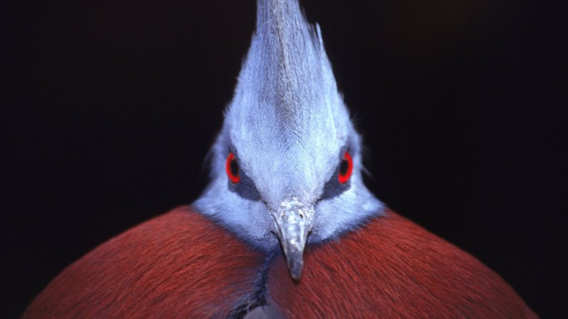 Victoria Crowned Pigeon Theme Preview Image