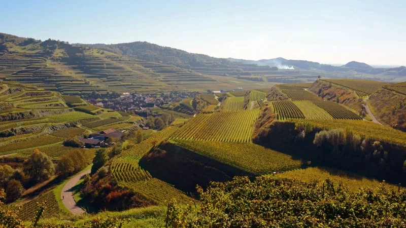 Vineyard Theme Preview Image