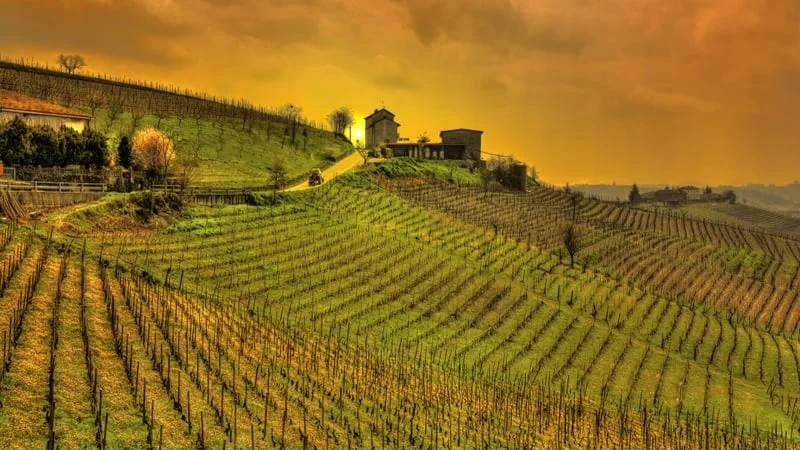 Vineyard Theme Preview Image