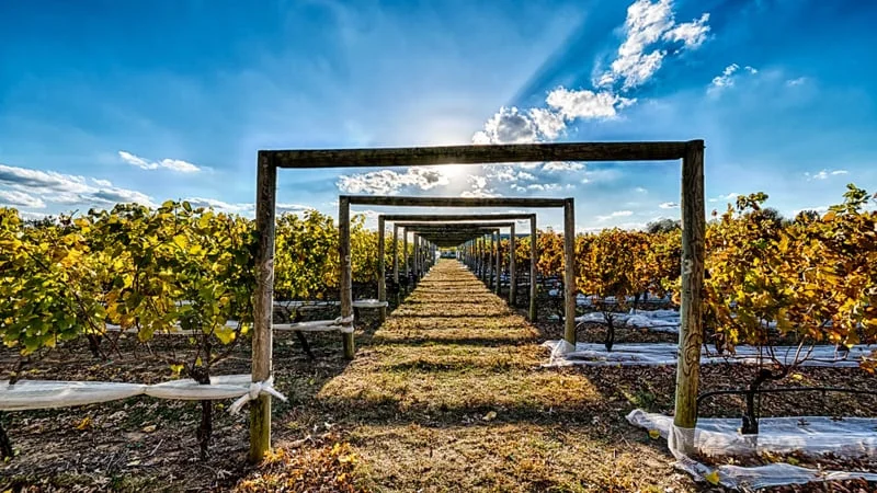 Vineyard Theme Preview Image