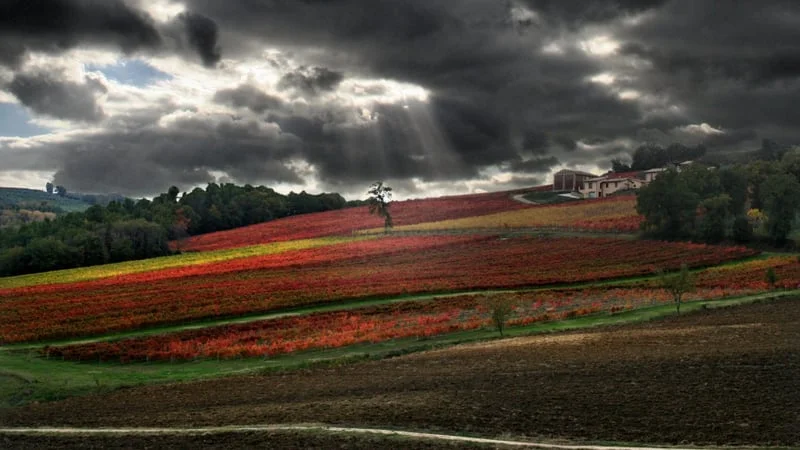 Vineyard Theme Preview Image