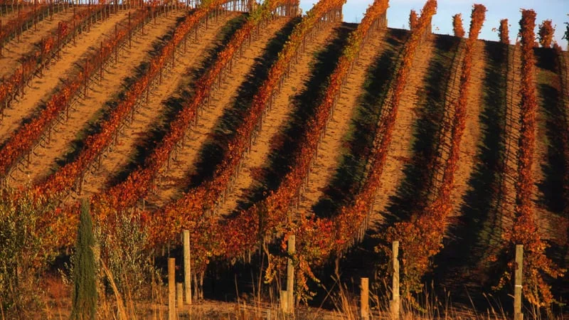 Vineyard Theme Preview Image