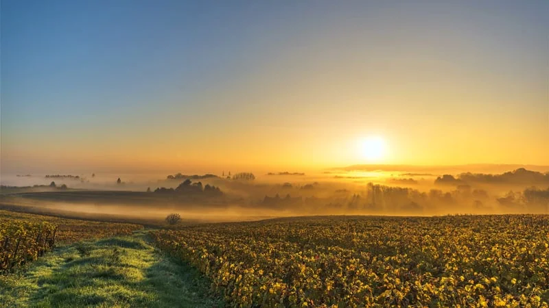 Vineyard Theme Preview Image