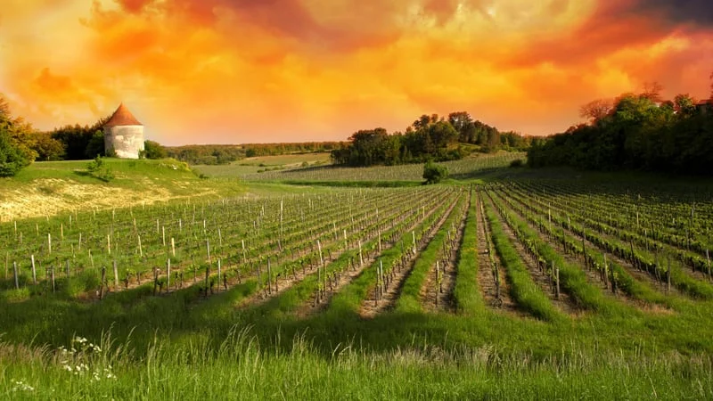 Vineyard Theme Preview Image