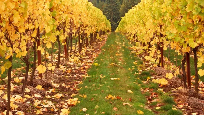 Vineyard Theme Preview Image