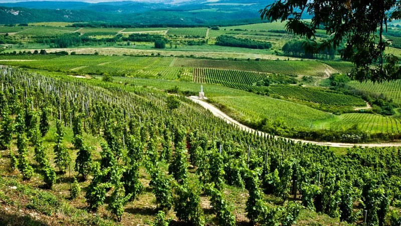 Vineyard Theme Preview Image