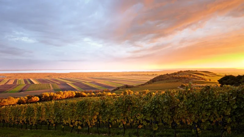 Vineyard Theme Preview Image