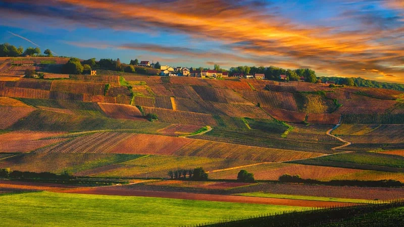 Vineyard Theme Preview Image