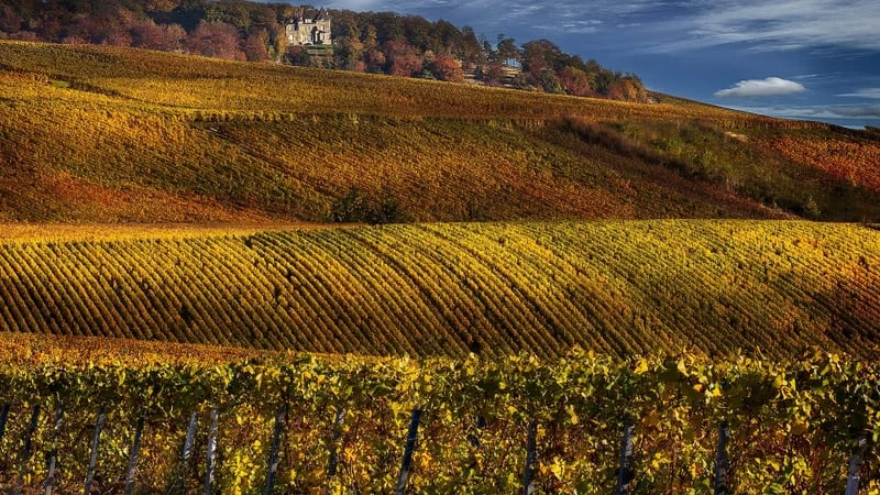 Vineyard Theme Preview Image