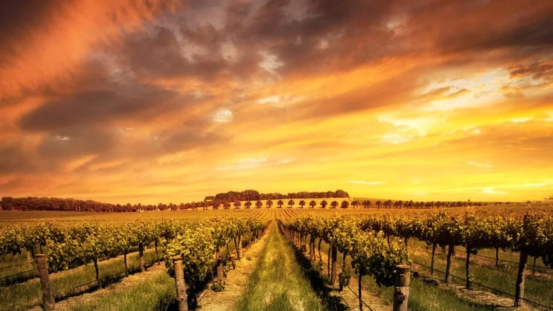 Vineyard Theme Preview Image