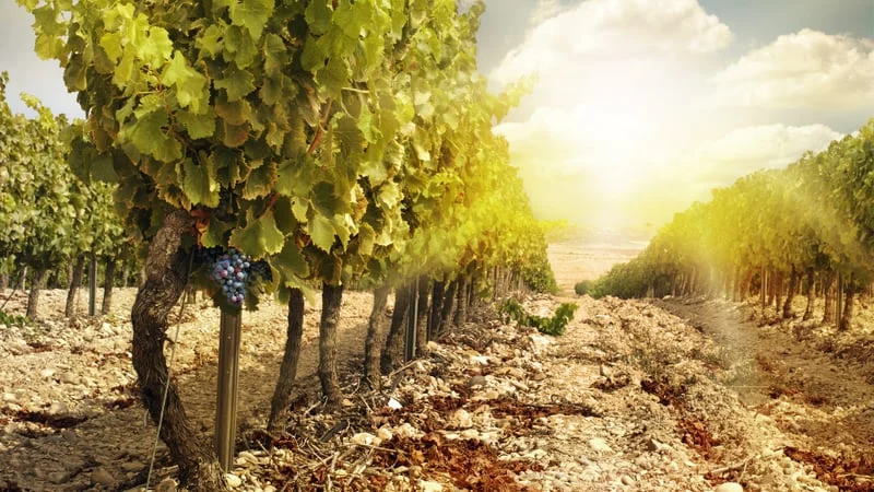 Vineyard Theme Preview Image