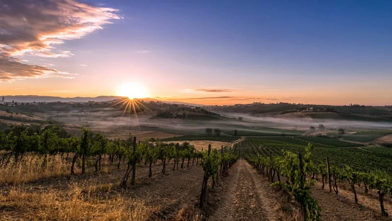 Vineyard Theme Preview Image