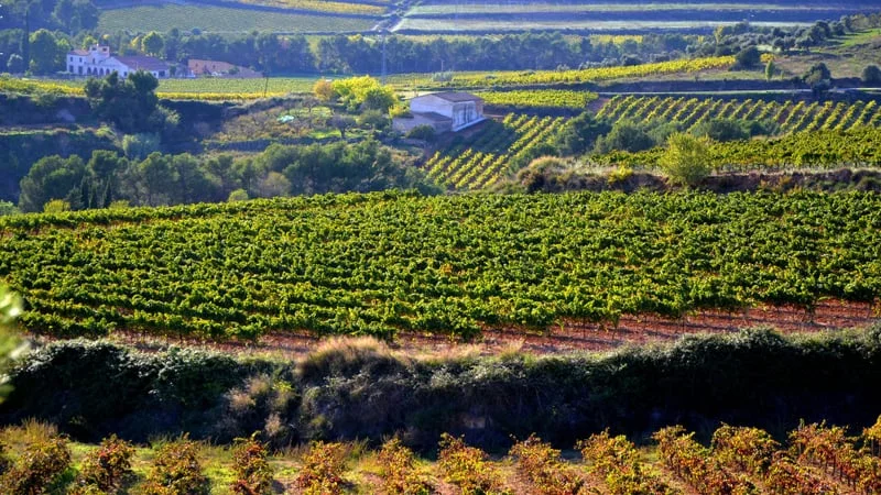 Vineyard Theme Preview Image