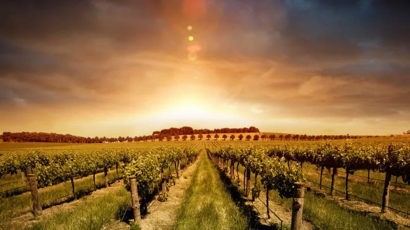 Vineyard Theme Preview Image