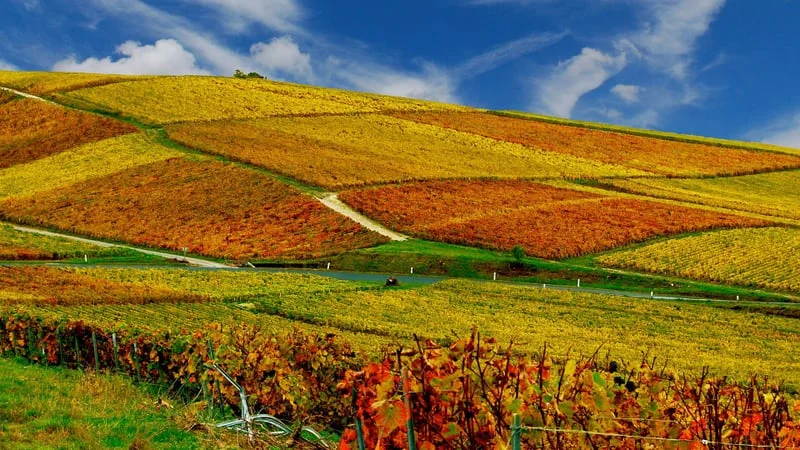 Vineyard Theme Preview Image