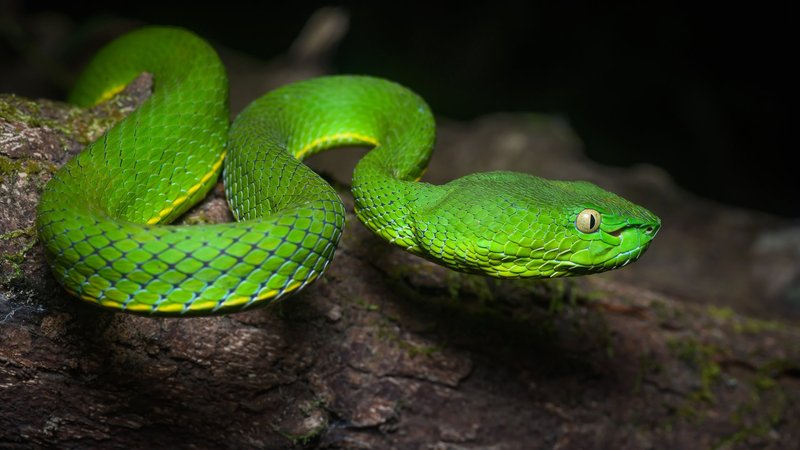 Viper Theme Preview Image