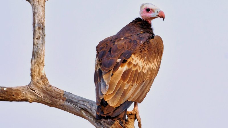 Vulture Theme Preview Image