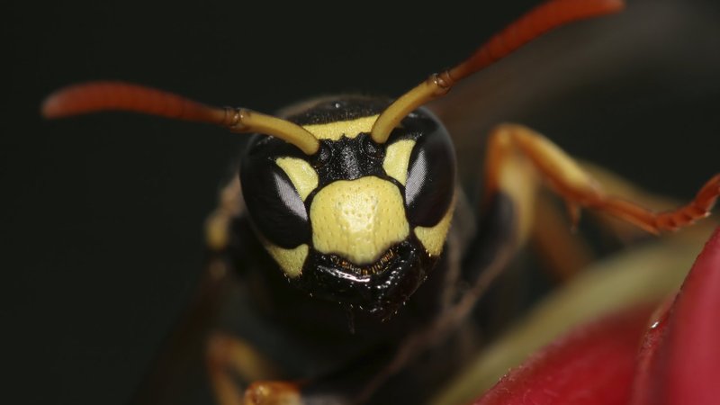 Wasp Theme Preview Image