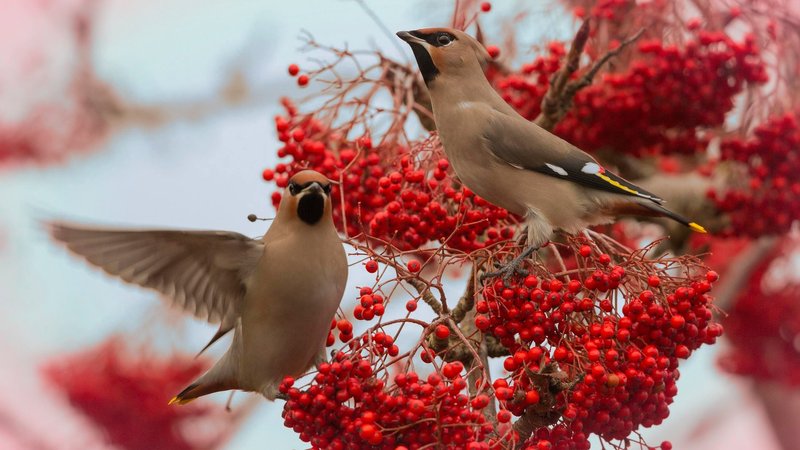 Waxwing Theme Preview Image