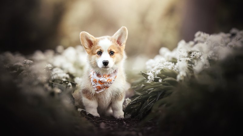 Welsh Corgi Theme Preview Image