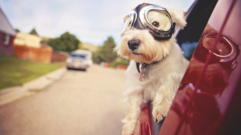 West Highland White Terrier Theme Preview Image