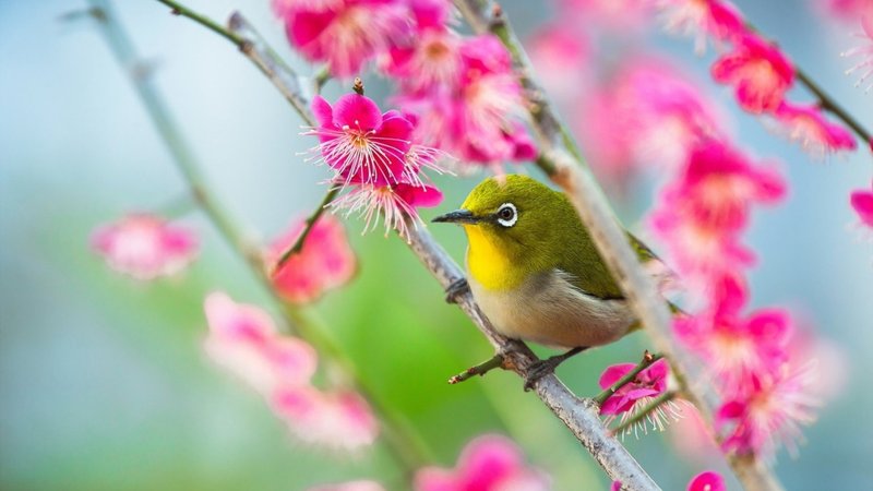 White Eye Theme Preview Image