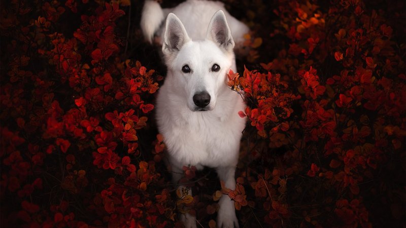 White Shepherd Theme Preview Image
