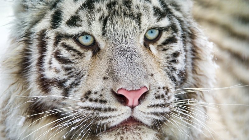 White Tiger Theme Preview Image